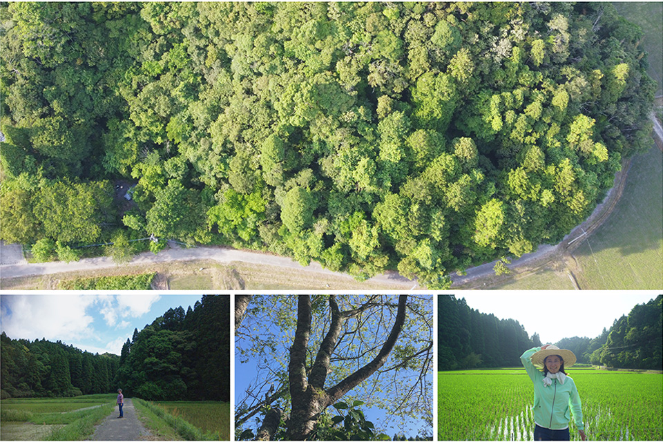 千葉県のいすみ市。見渡す限り田んぼと山に囲まれた緑豊かな場所。