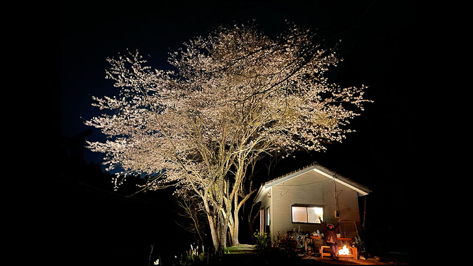 旅する鈴木 vol.59 夜桜見ながら旅想う